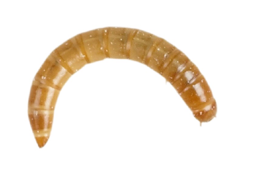 MEALWORM LIVE 60G APPROX 20-30MM
