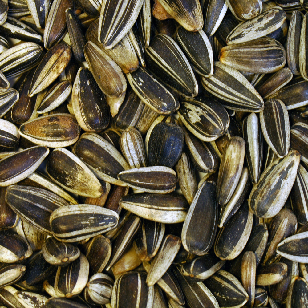 These seeds are different to Black Oil Sunflower Seeds in that they are lar...