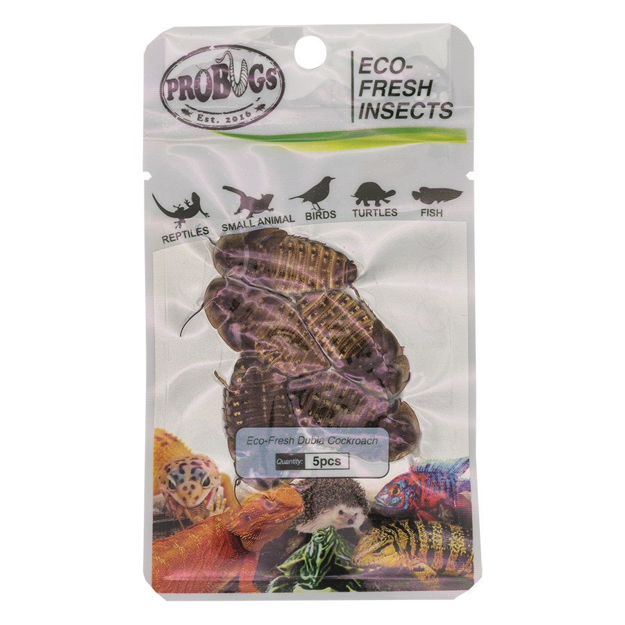 Probugs Eco Fresh Dubia Cockroach 5 Pack