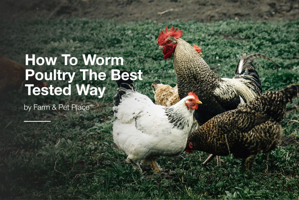 how to worm poultry the best tested way