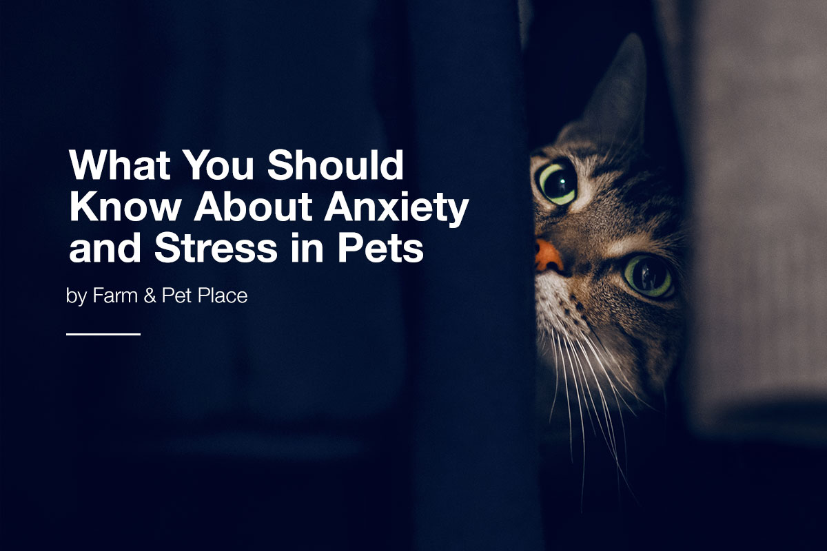 What You Should Know About Anxiety and Stress in Pets