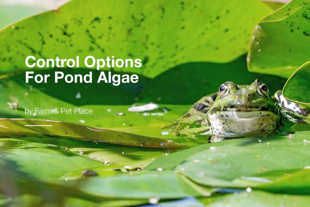 Control Options for Pond Algae
