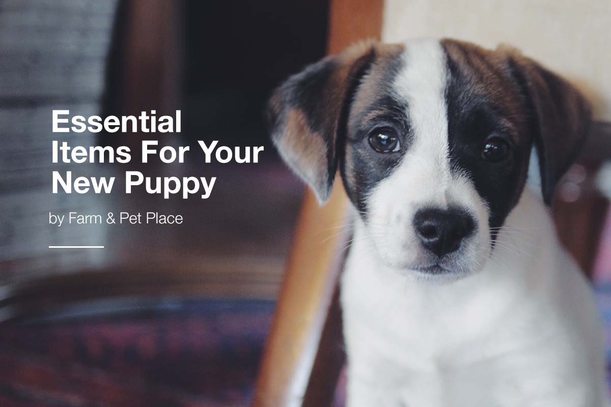 Essential-Items-For-Your-New-Puppy
