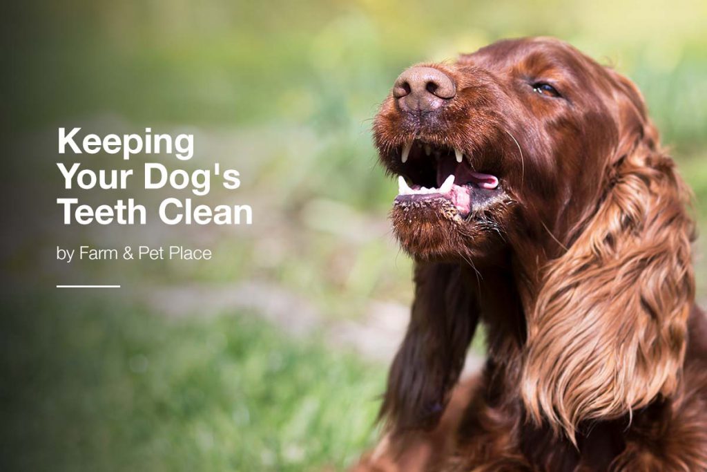 Keeping Your Dog's Teeth Clean