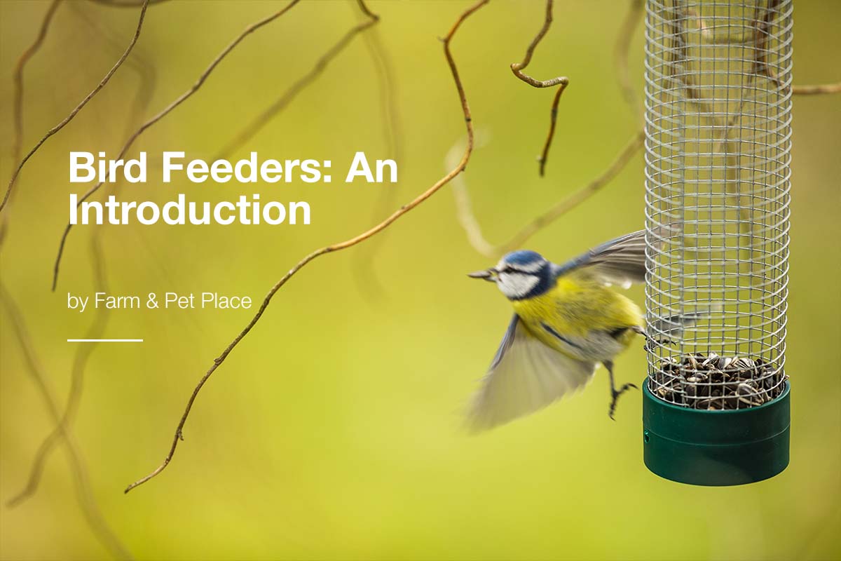 Bird Feeders: An Introduction