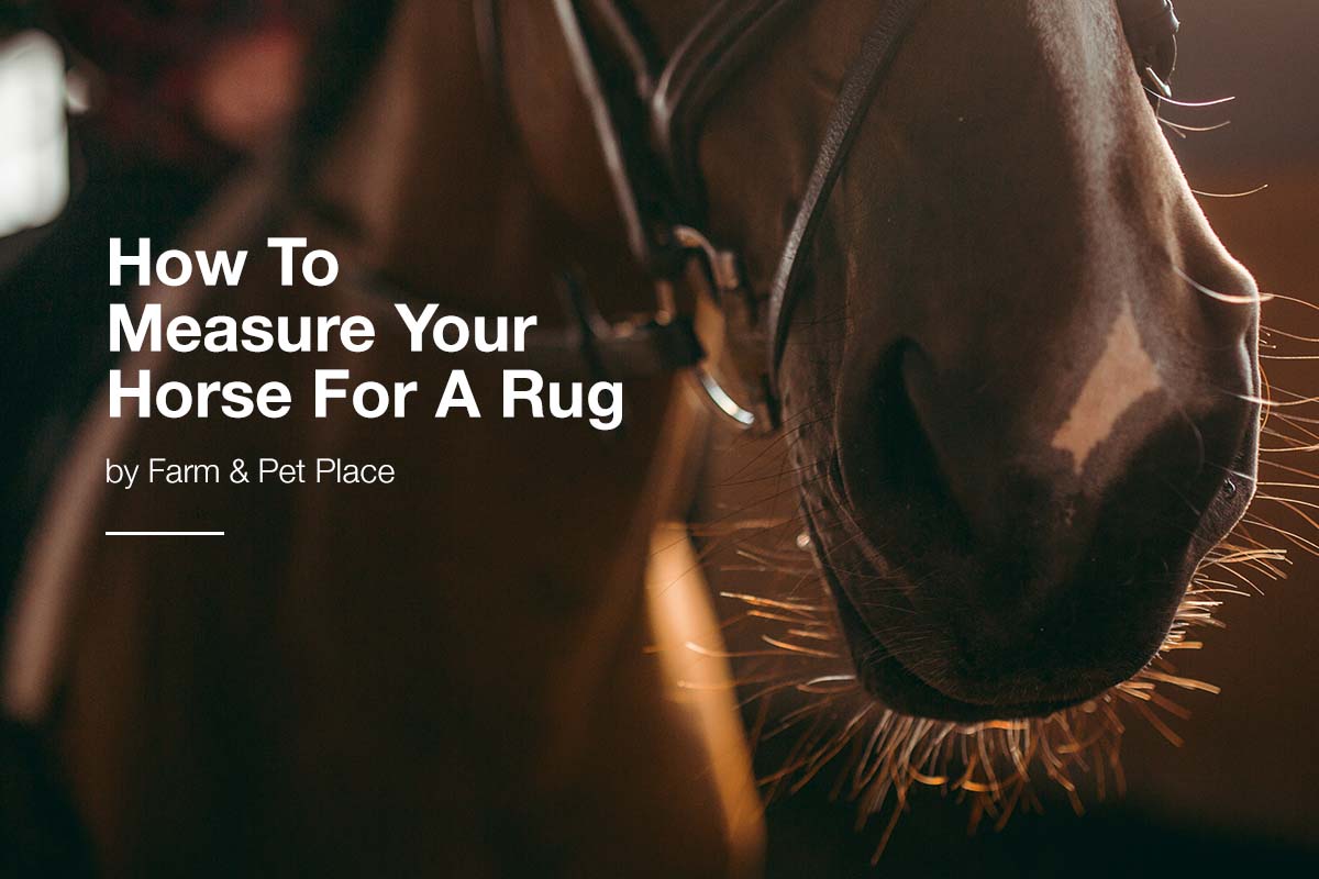 How to Measure Your Horse for a Rug