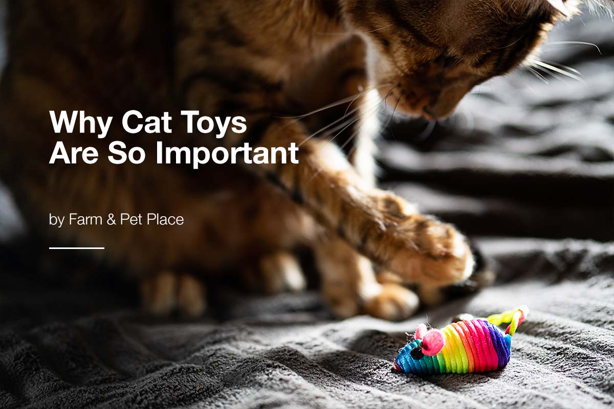 Why Cat Toys Are So Important