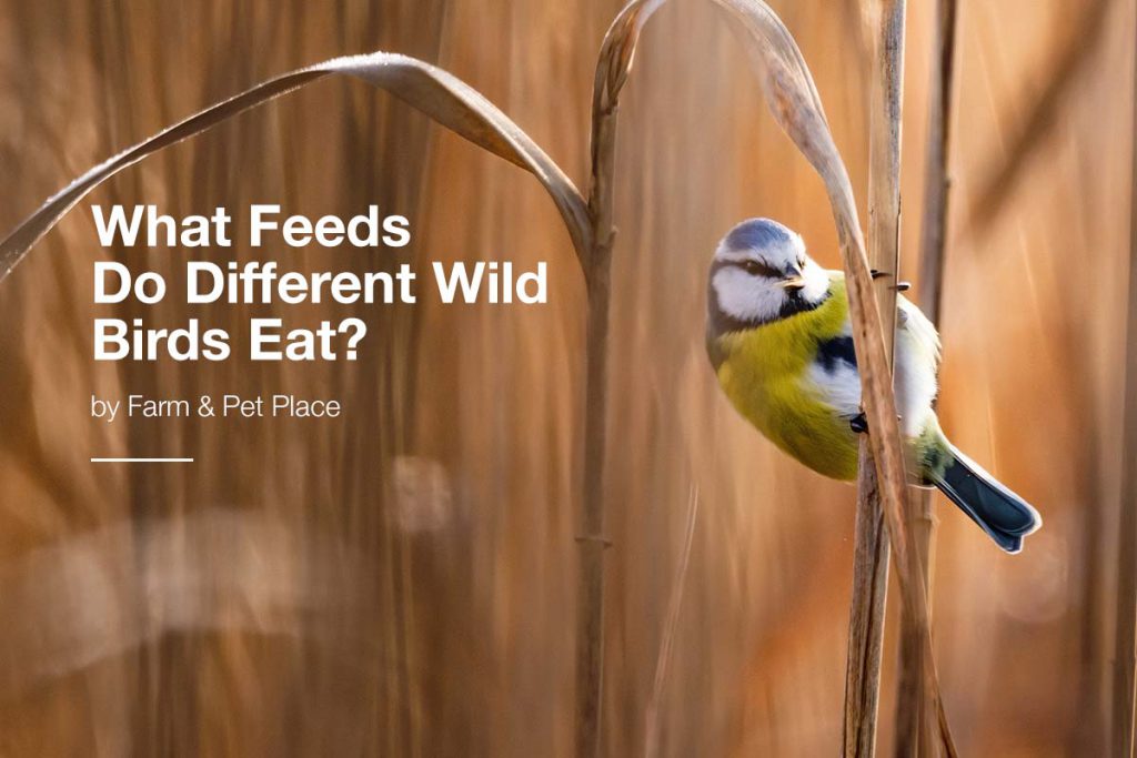 What Feeds Do Different Wild Birds Eat?