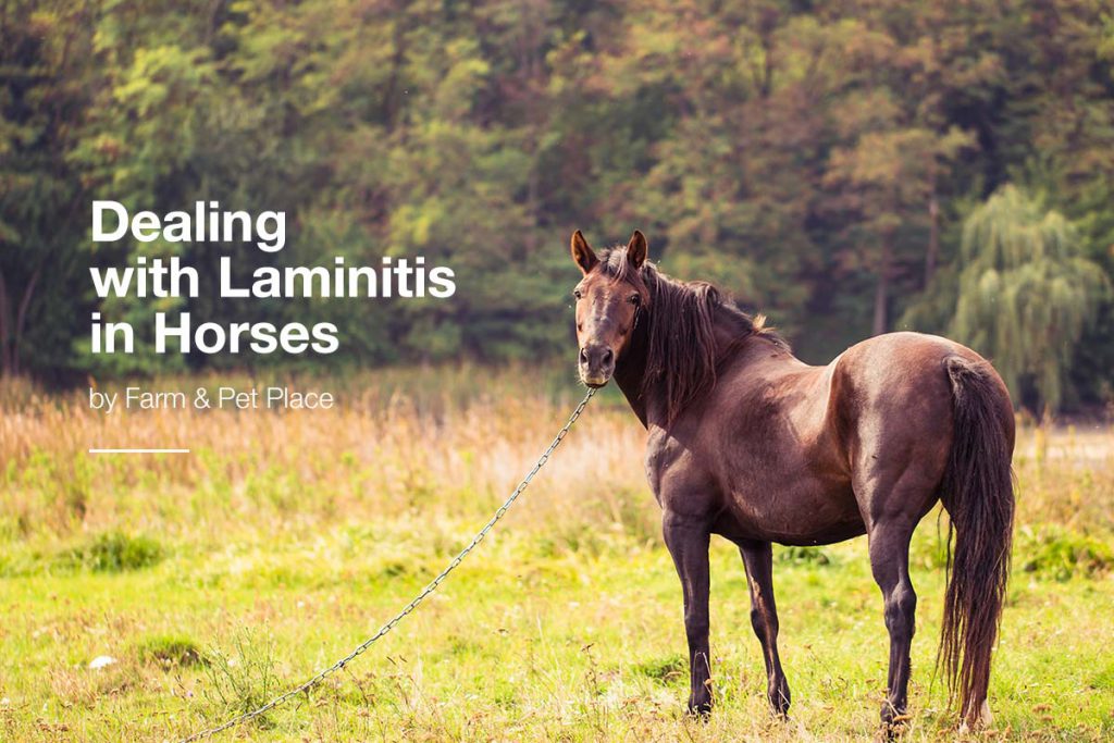 Dealing with Laminitis in Horses