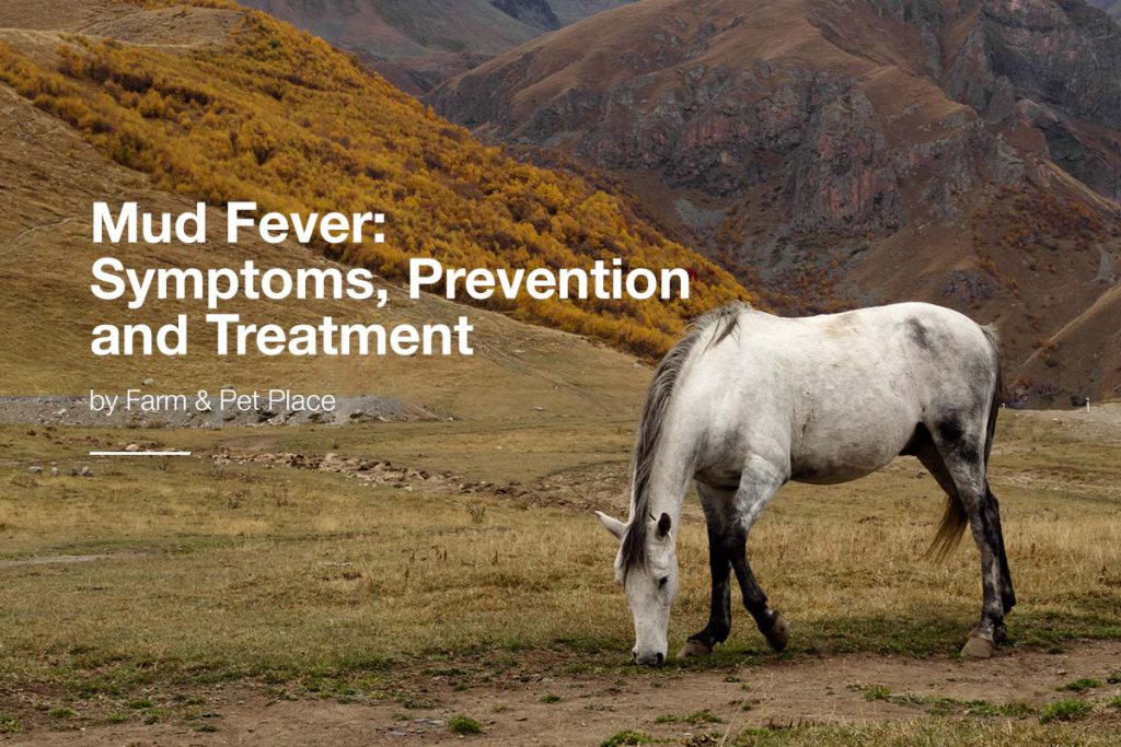 Mud Fever: Symptoms, Prevention and Treatment