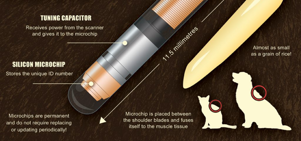 Microchipping-Infographic-2
