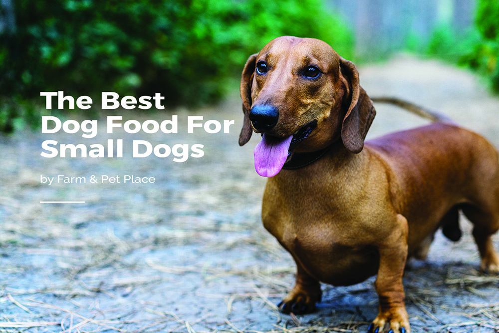 best kibble for small dogs