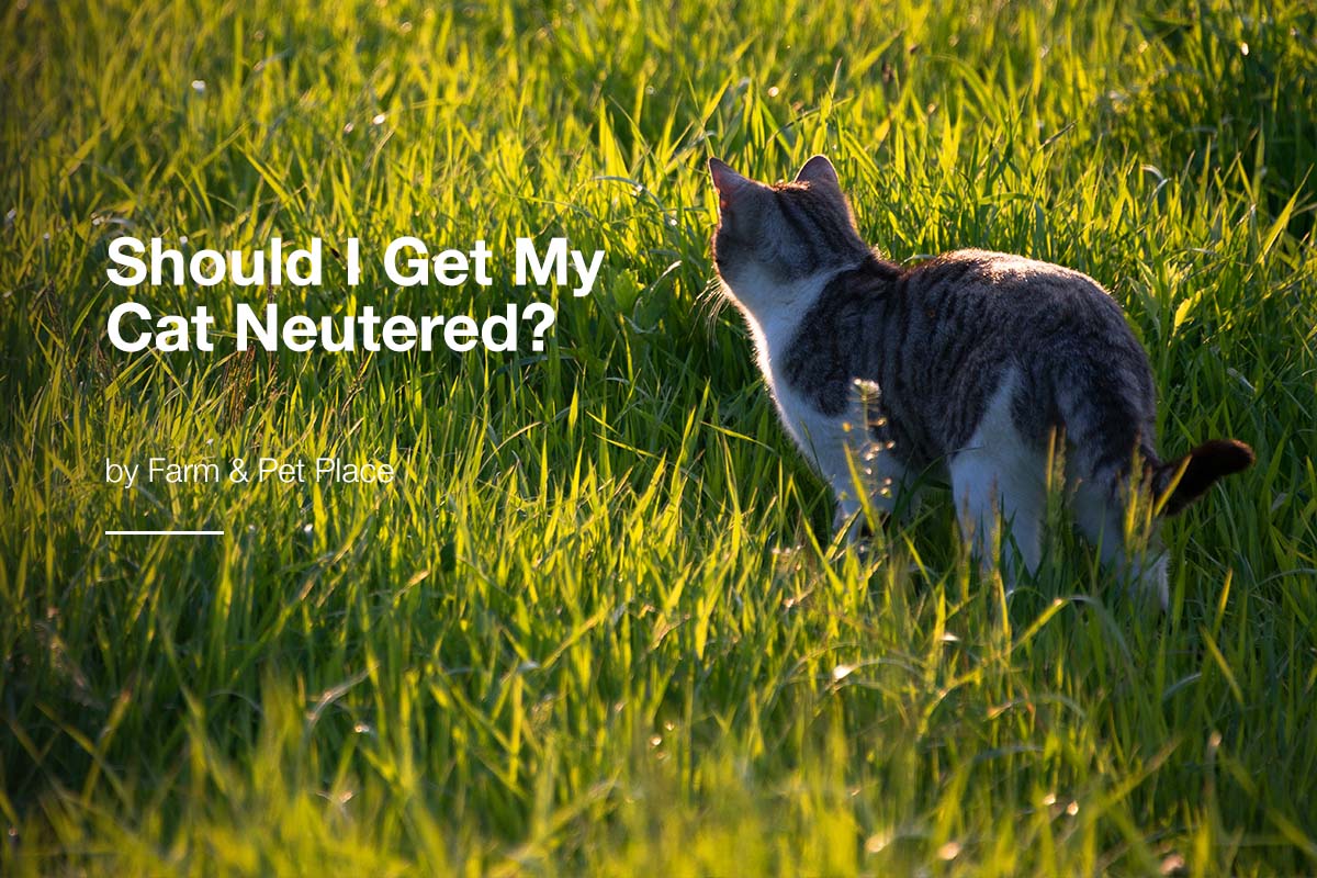 Should I Get My Cat Neutered?