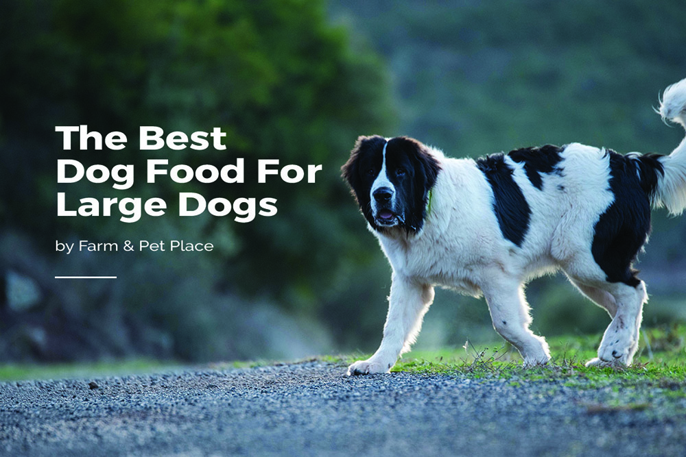 Best Dog Food for Large Dogs | Large Breed Dog Food UK