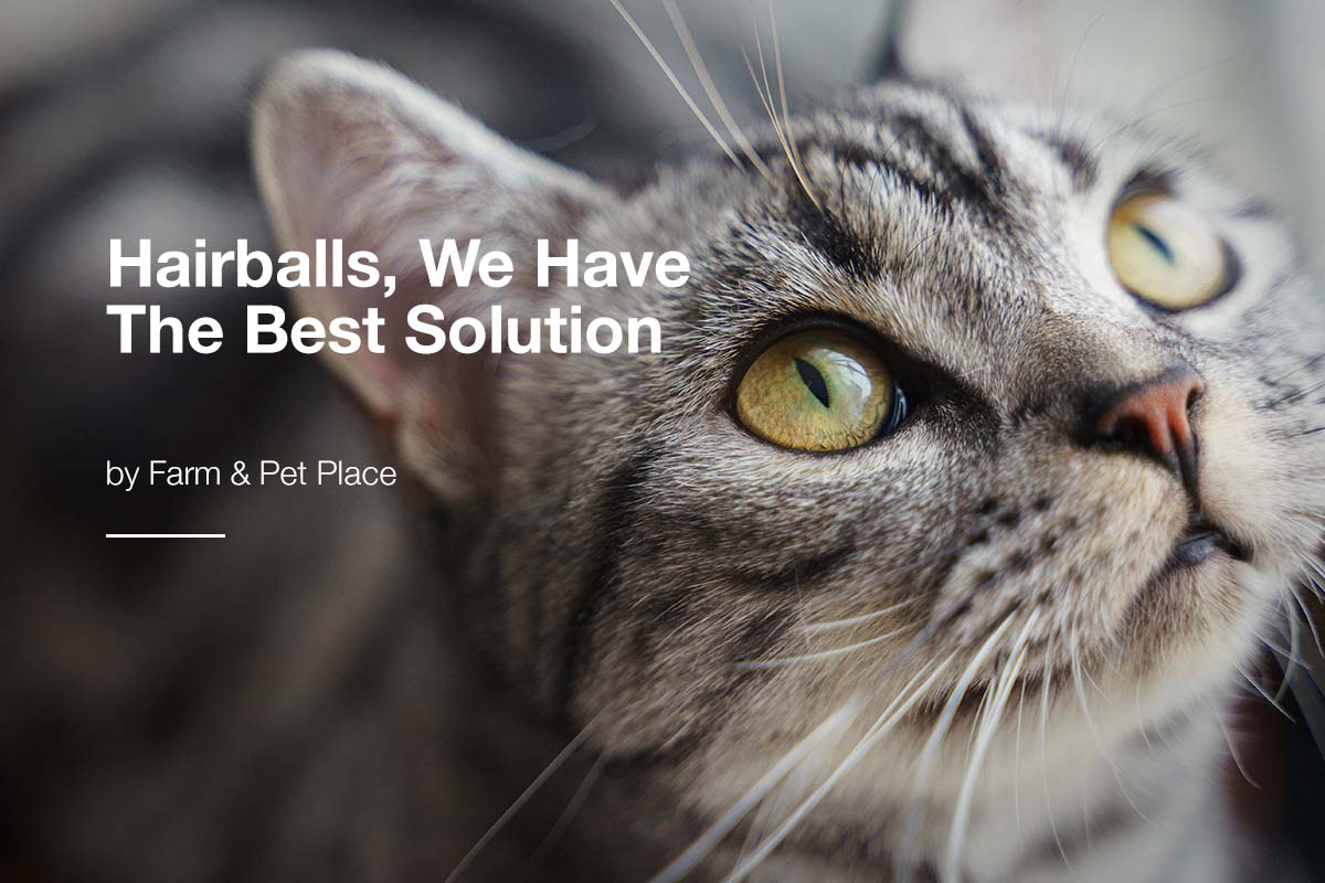 Hairballs, We Have The Best Solution