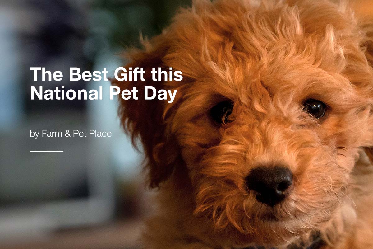 The Best Gift this National Pet Day