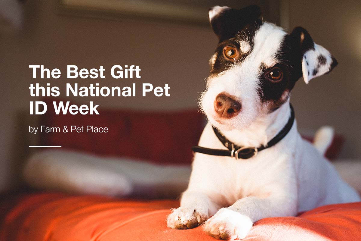 The Best Gift this National Pet ID Week