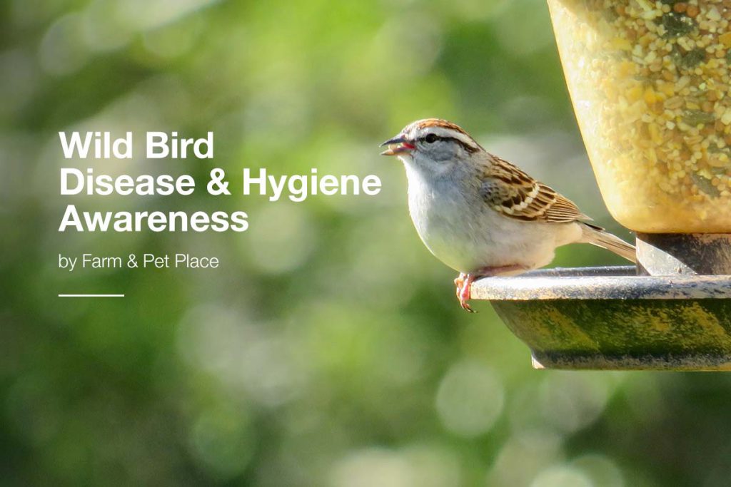 Wild Bird Disease and the Importance of Hygiene Awareness