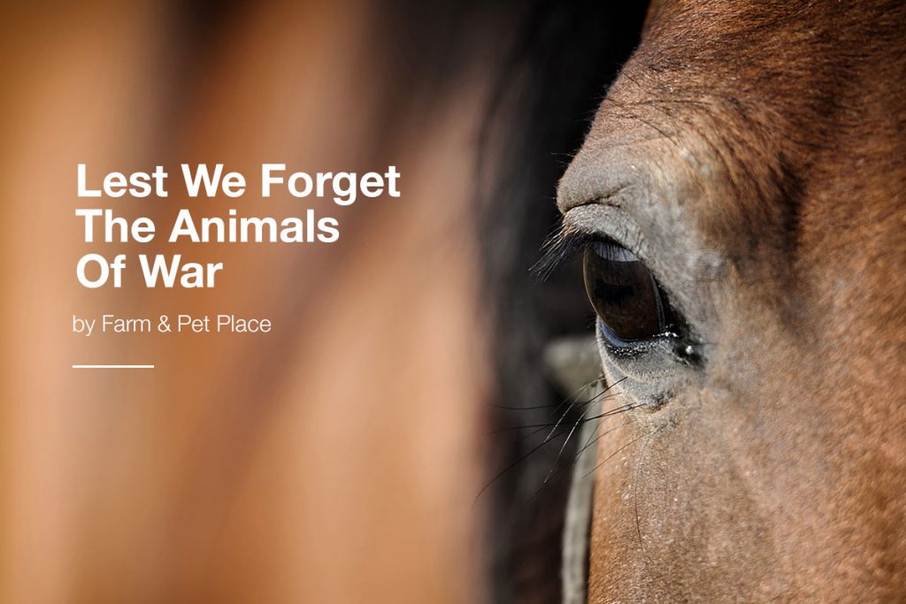 lest-we-forget-the-animals-of-war