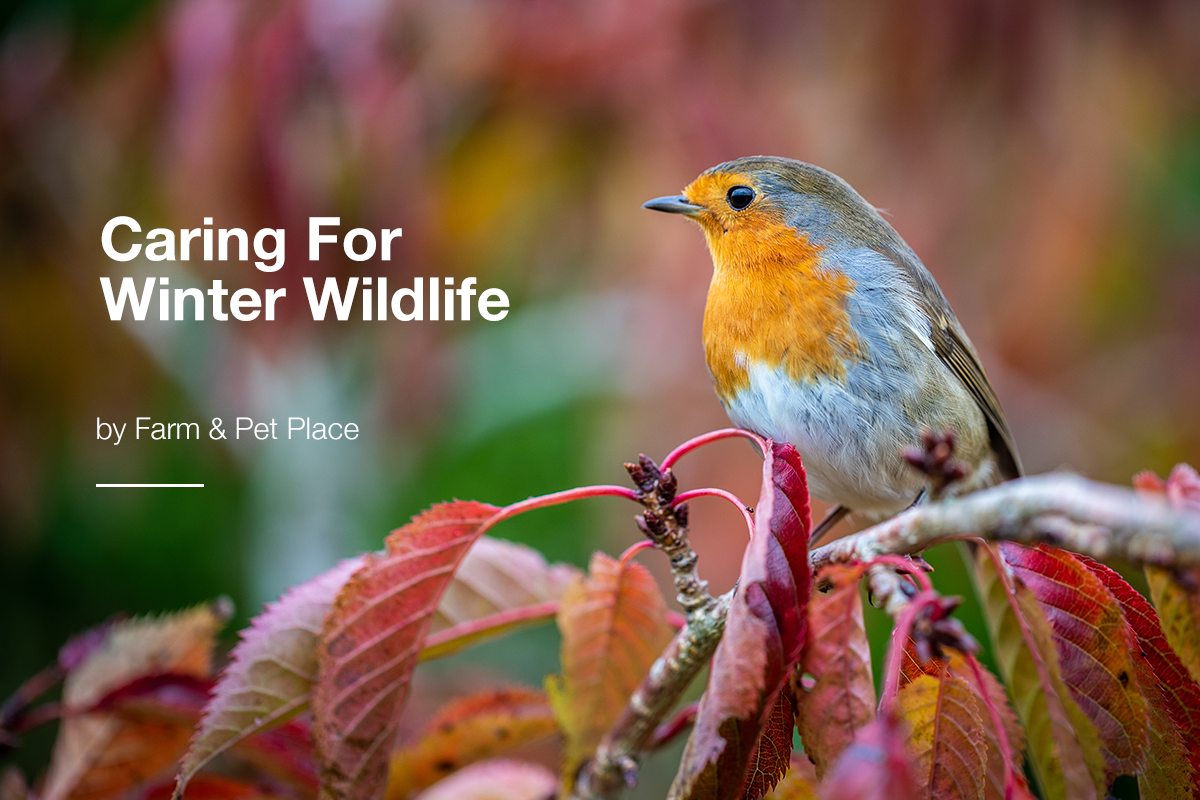caring-for-winter-wildlife