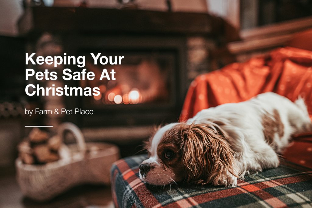 keeping your pets safe at christmas