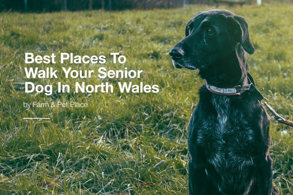 Best-Places-To-Walk-Your-Senior-Dog-In-North-Wales