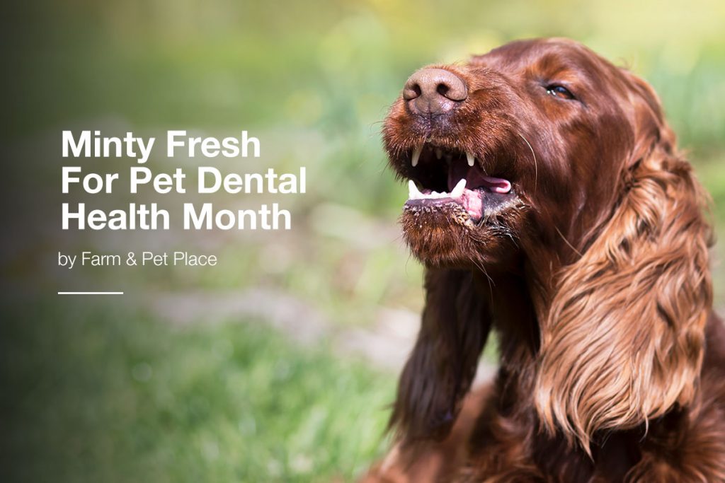 minty-fresh-for-pet-dental-health-month