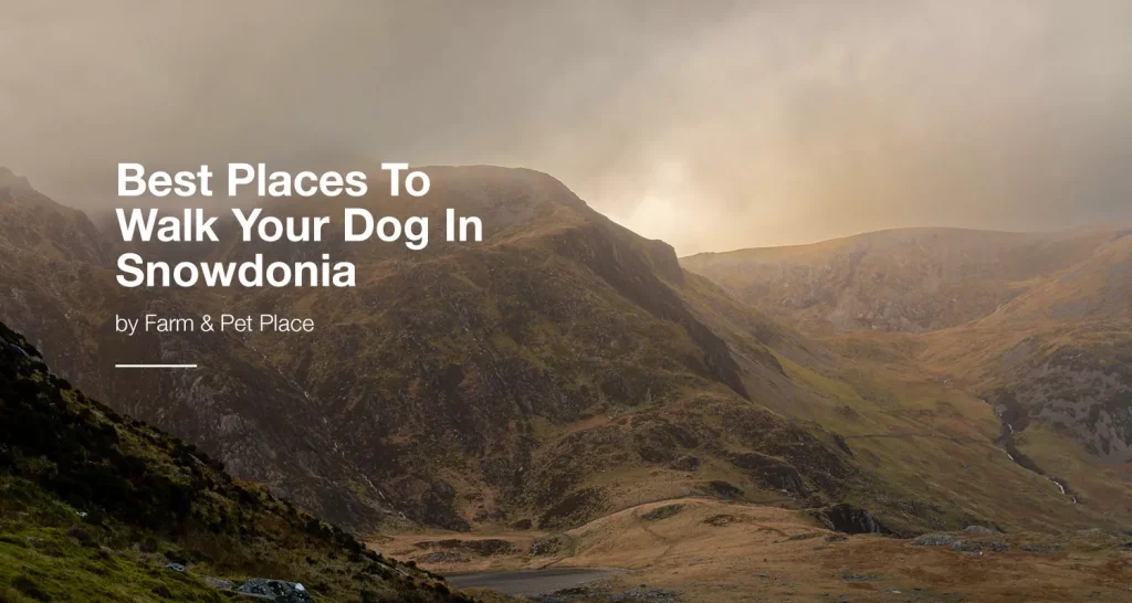 Best Places To Walk Your Dog In Snowdonia