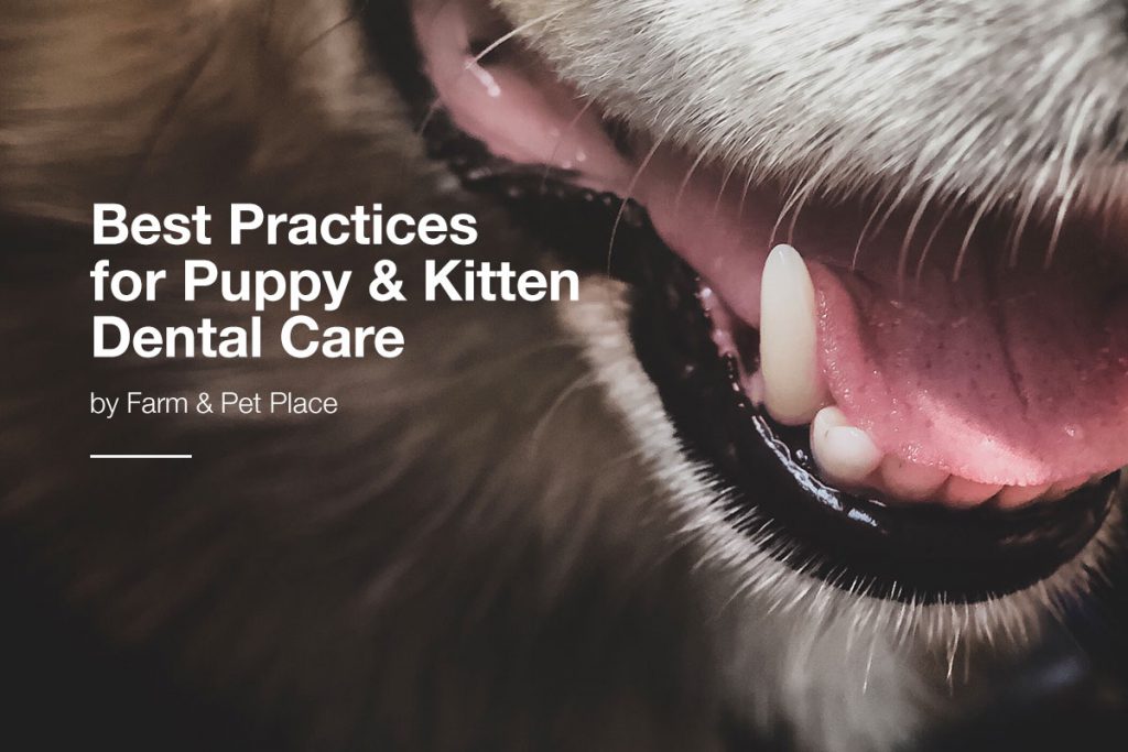 Best Practices for Puppy & Kitten Dental Care