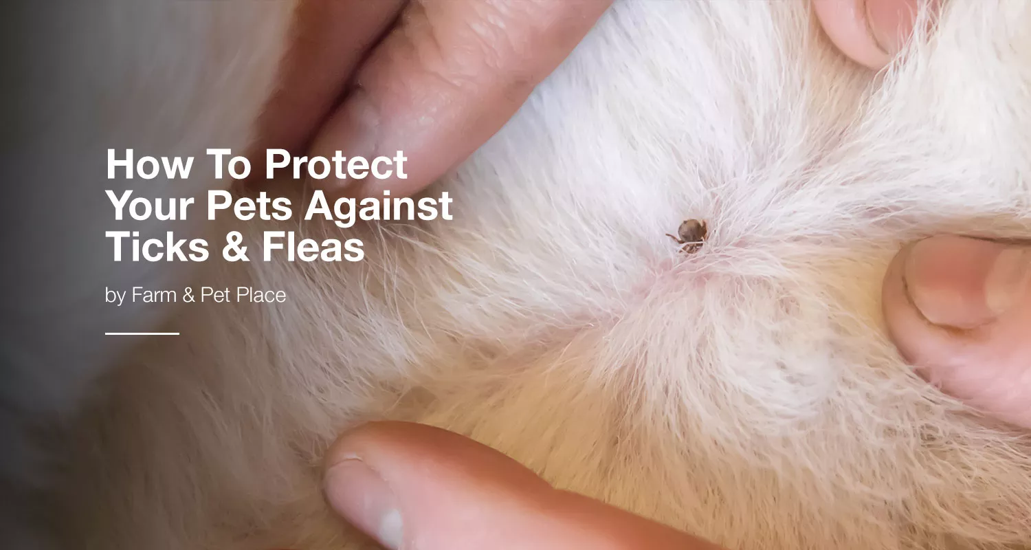 How To Protect Your Pets Against Ticks & Fleas