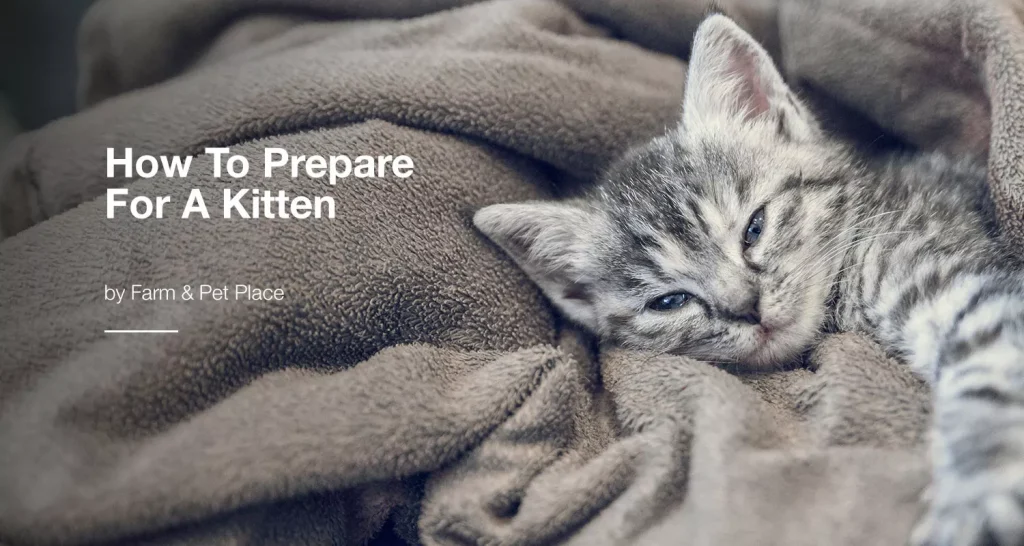 How To Prepare For A Kitten