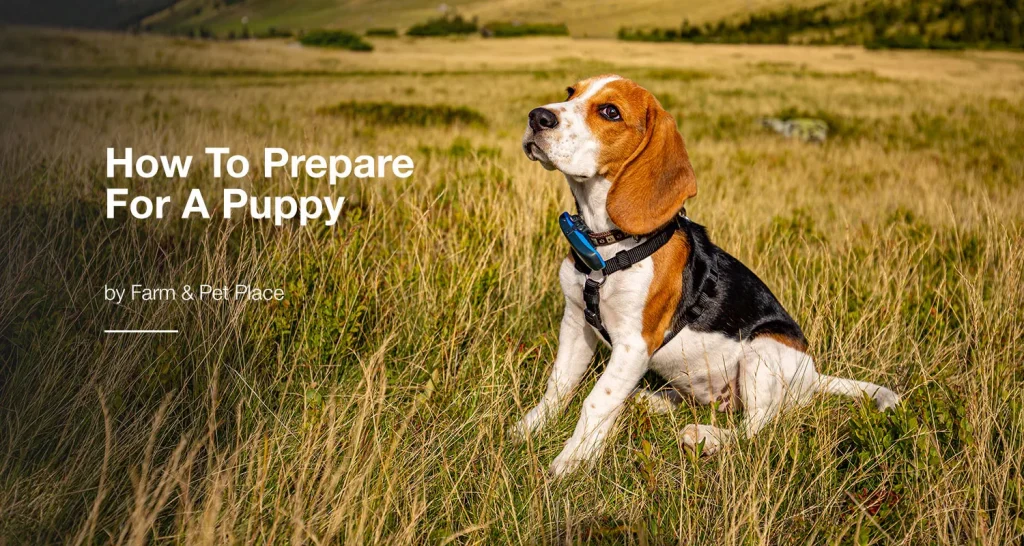 How To Prepare For A Puppy