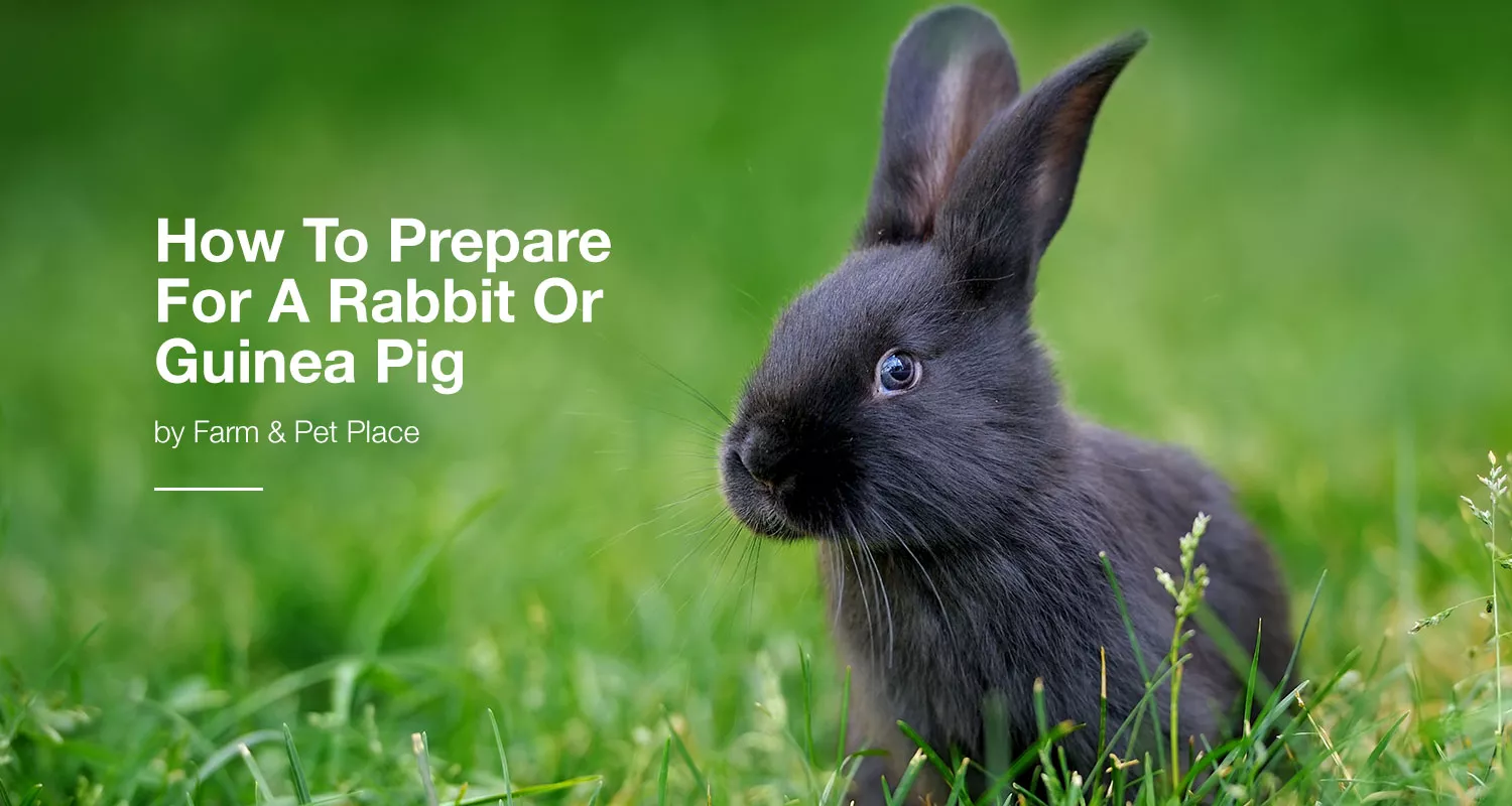 How To Prepare For A Rabbit Or Guinea Pig