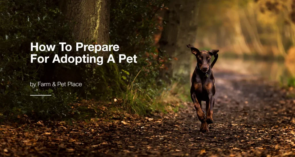 How To Prepare For Adopting A Pet