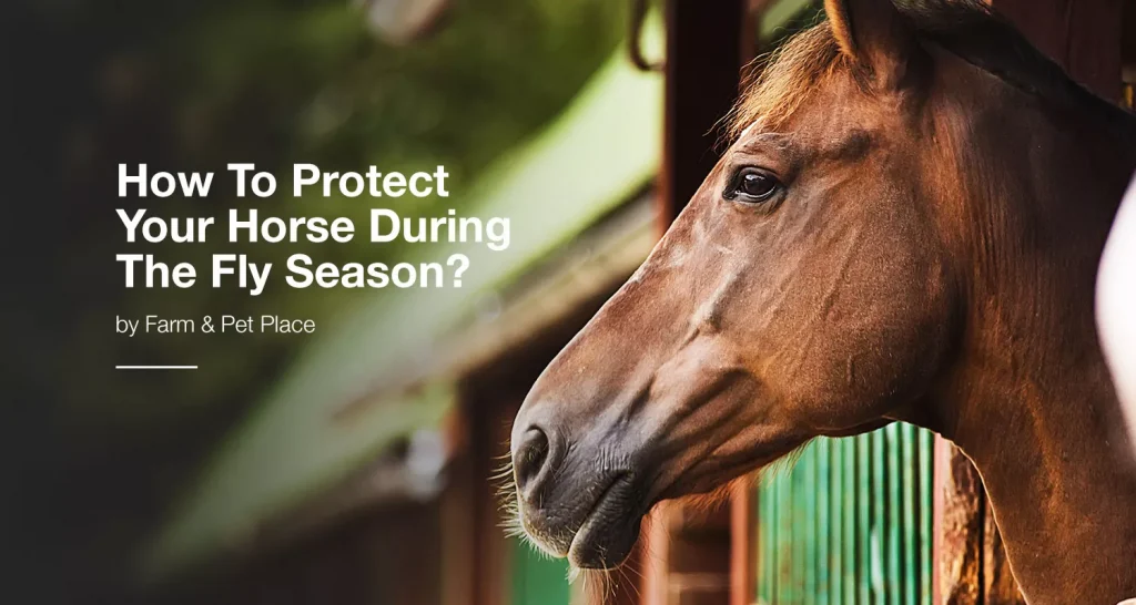 How To Protect Your Horse During The Fly Season