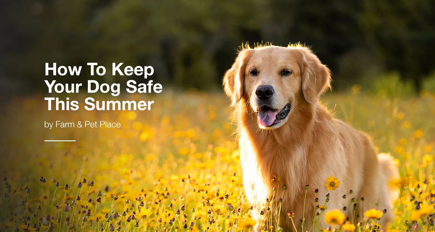 How To Keep Your Dog Safe This Summer