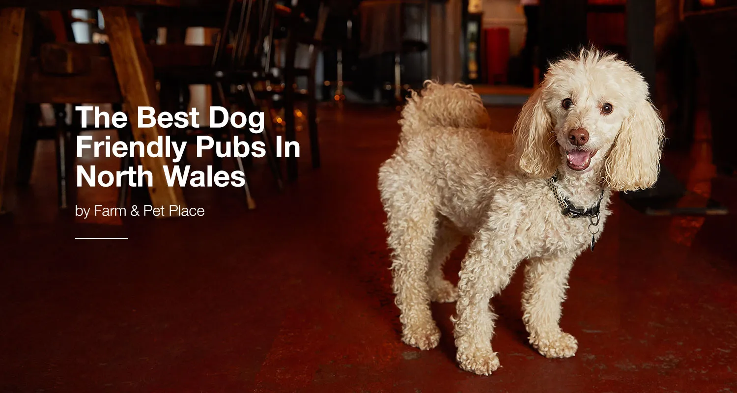 The Best Dog-Friendly Pubs In North Wales