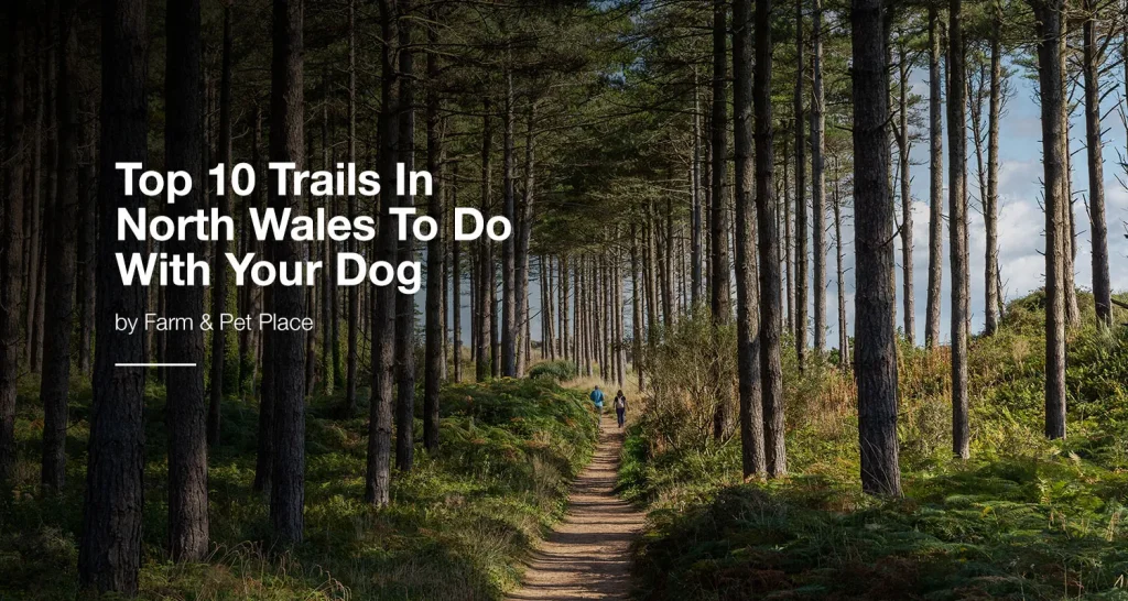 Top 10 Trails In North Wales To Do With Your Dog