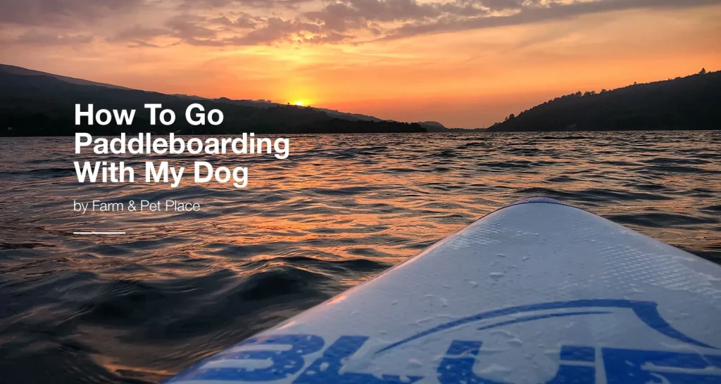 how to go paddleboarding with my dog