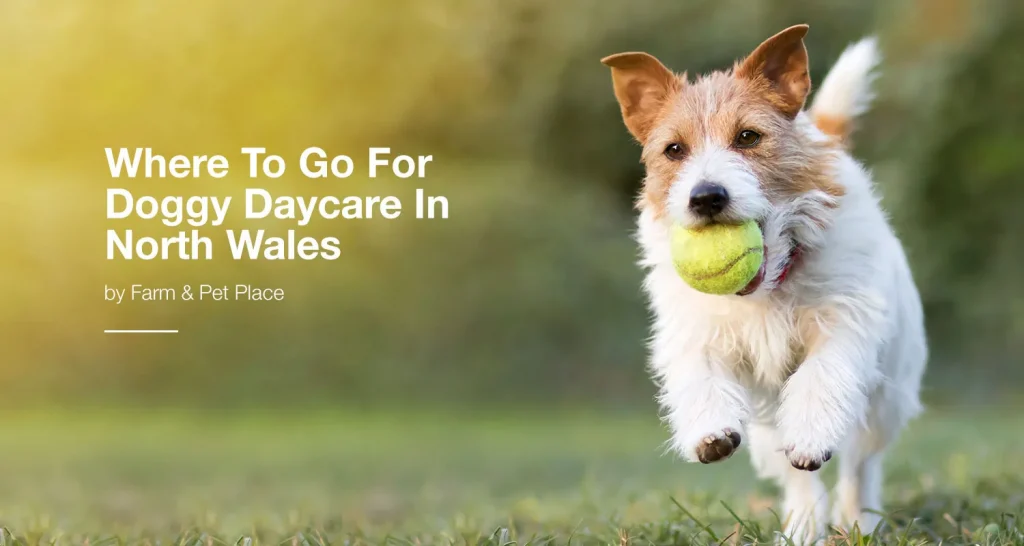 Doggy Daycare in North Wales