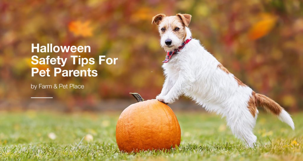 Halloween Safety Tips For Pet Parents