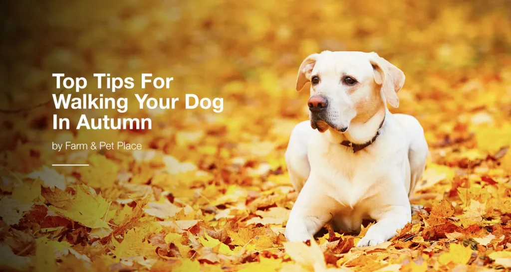 Top Tips For Walking Your Dog In Autumn