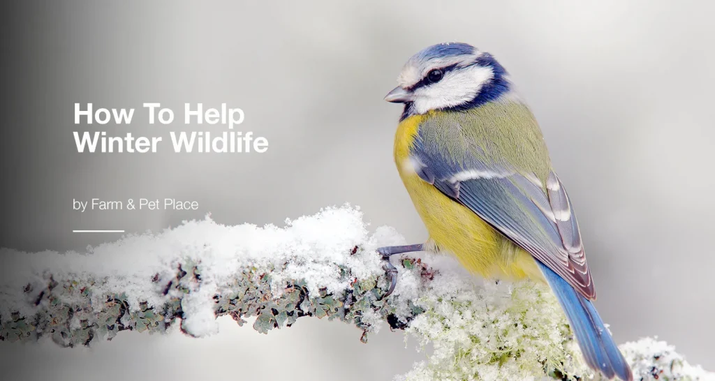 How To Help Winter Wildlife