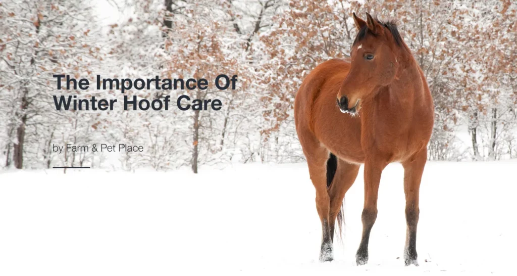 The Importance Of Winter Hoof Care