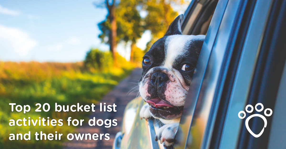 Dog Bucket List: 57 Fun Things to Do & Happy Activities