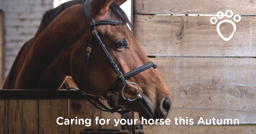 Caring for your horse this Autumn